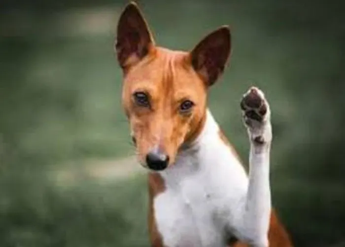 Hotell Park Am Lindenplatz